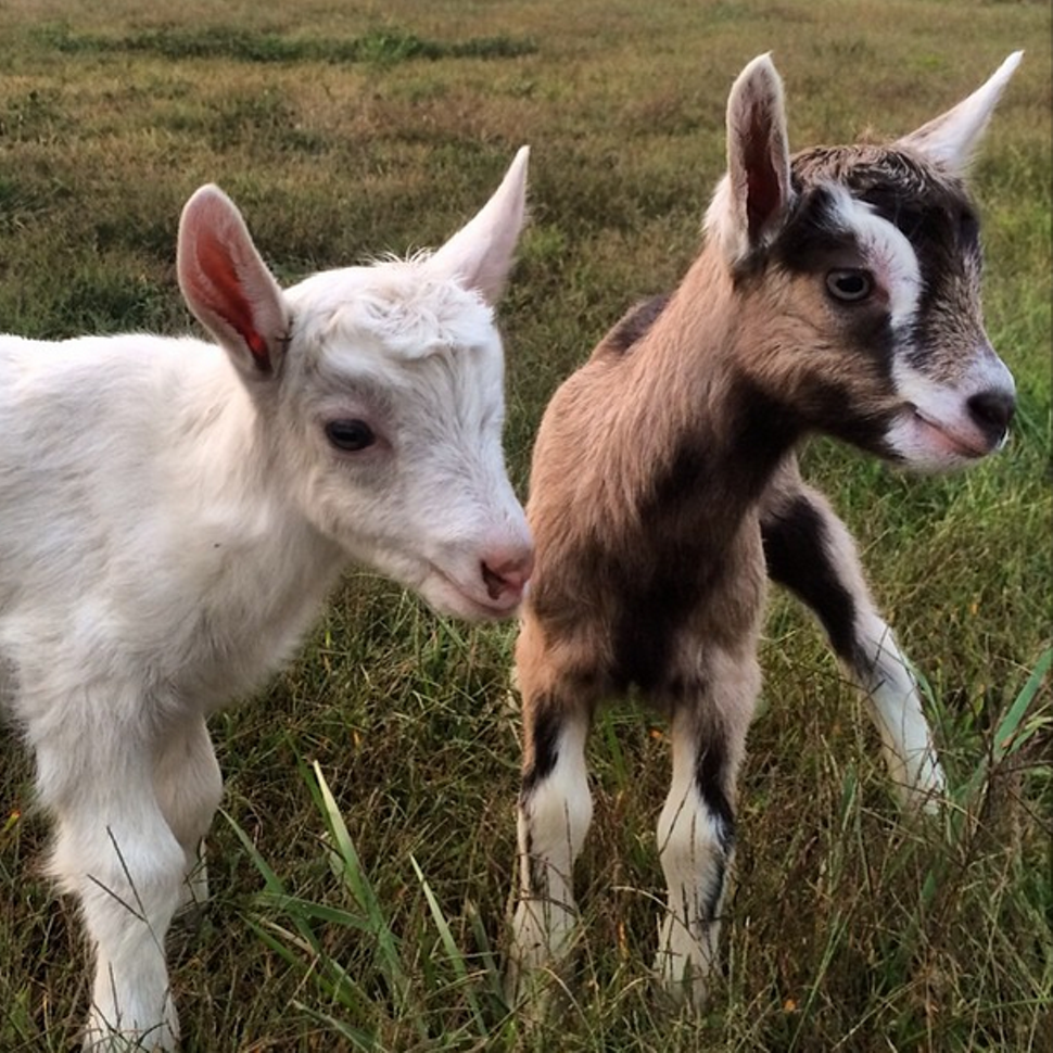 Noble Springs Dairy Offering Farm Tours